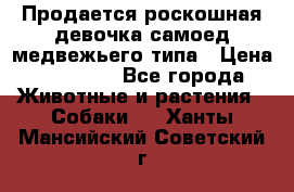 Продается роскошная девочка самоед медвежьего типа › Цена ­ 35 000 - Все города Животные и растения » Собаки   . Ханты-Мансийский,Советский г.